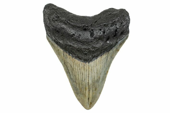 Serrated, Fossil Megalodon Tooth - North Carolina #272044